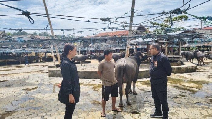 Kolaborasi BBVet Maros dan Pemda untuk Pengendalian PMK di Toraja Utara