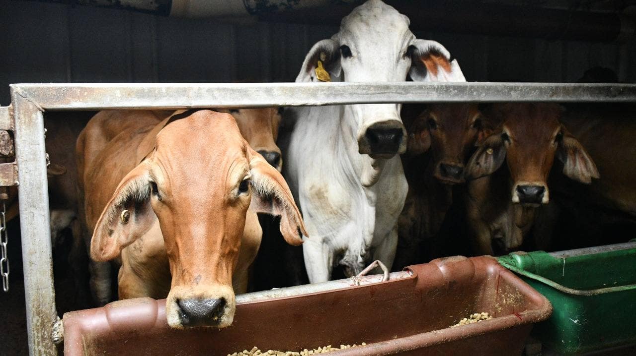 Perkuat Populasi Sapi Pedaging, 200 Ekor Sapi Indukan Impor Tiba di Indonesia