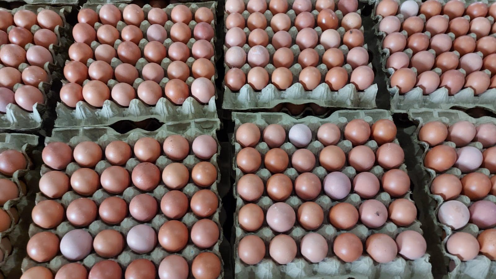 Di Tengah Lonjakan Harga Telur Dunia, Indonesia Justru Surplus dan Harga Terkendali