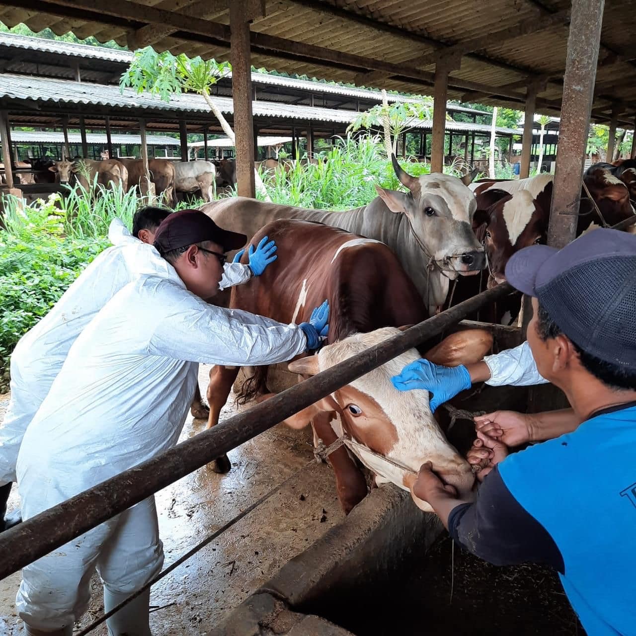 Jelang Idul Fitri , Kementan Pastikan Pengendalian PMK Tetap Optimal