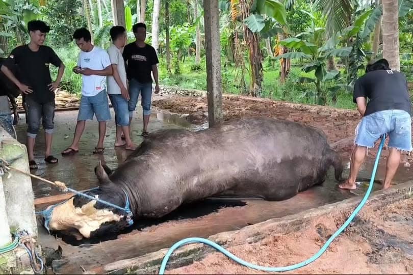 Kementan Lakukan Investigasi Cepat Kasus Kematian Sapi Bantuan Presiden di Polewali Mandar