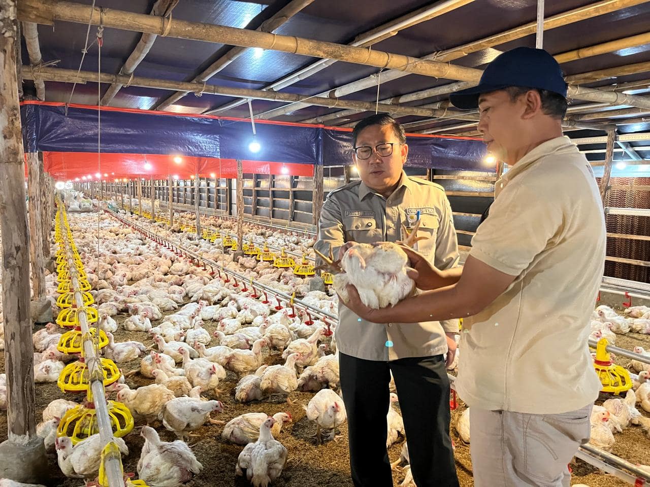 Langkah Cepat Kementan Stabilkan Harga Ayam dan Telur Pasca Lebaran