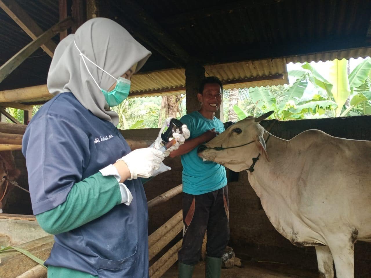 Pastikan Pengendalian PMK Optimal saat Lebaran, Petugas Keswan Siaga 24/7