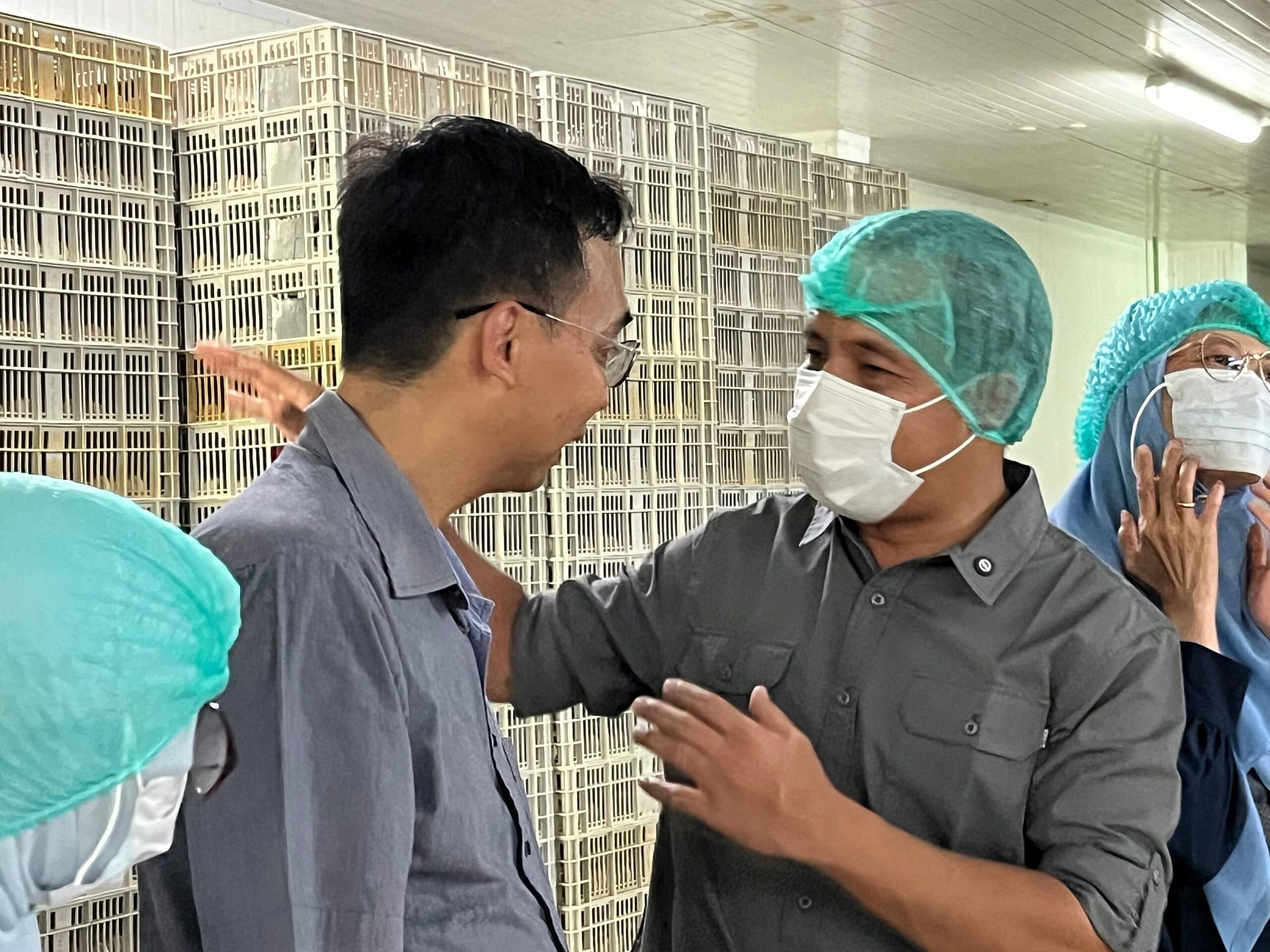 Kementan Awasi Produksi DOC Broiler Demi Stabilitas Harga Ayam Pedaging