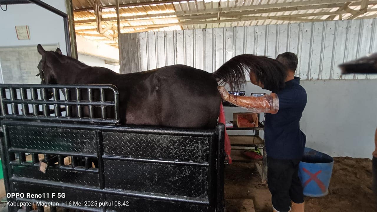 Kementerian Pertanian Dorong Pengembangan Peternakan Kuda Melalui Teknologi Inseminasi Buatan