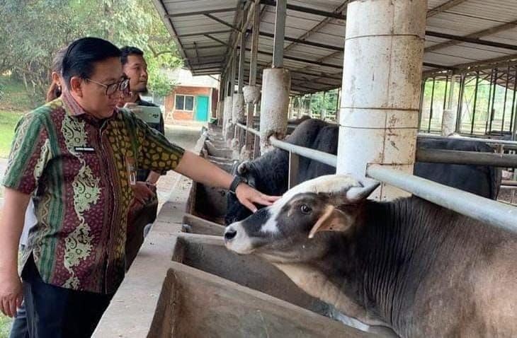 Sapi GAMA, Inovasi Genetik Persembahan UGM – Swasta, Didukung Penuh Kementan