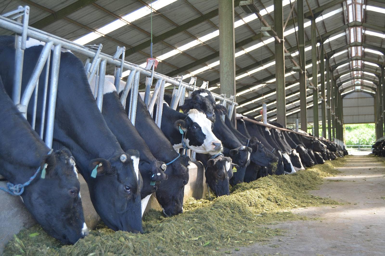 Investasi Rp3,2 Triliun Pacu Pertumbuhan Populasi Sapi Nasional