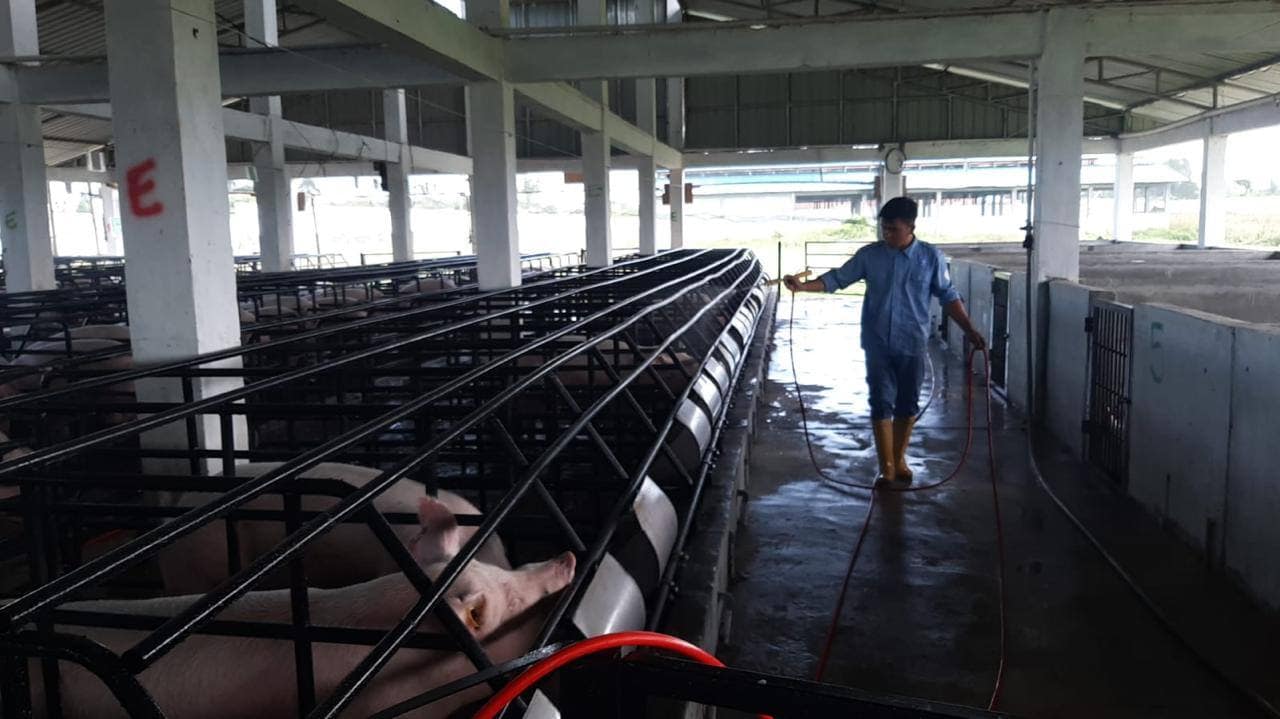 Kasus ASF Naik di Asia Pasifik, Kementan Ingatkan Peternak Perkuat Biosekuriti
