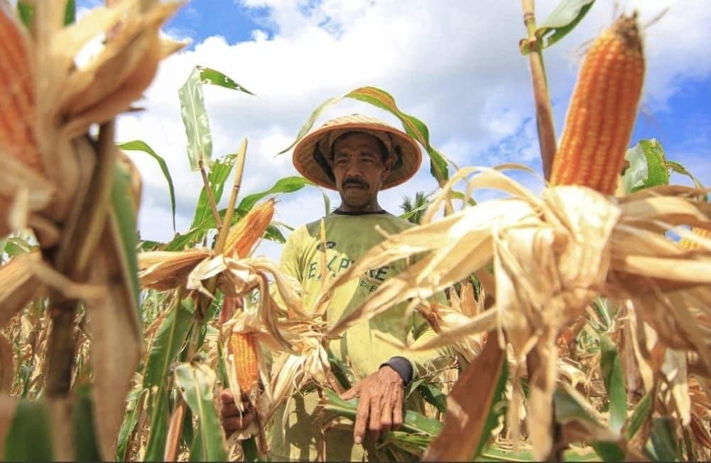 Kementan Tegaskan: Jagung Aman, Peternak Harus Terlindungi