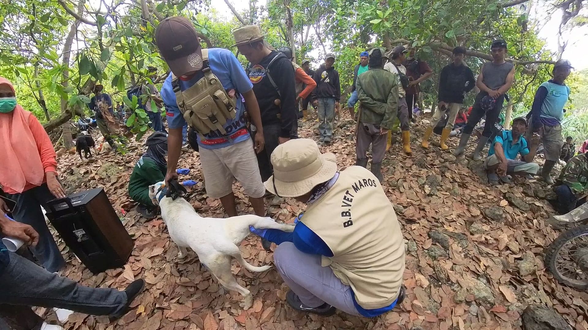 BBV Maros Gelar Surveilans dan Vaksinasi Rabies Massal di Komunitas Anjing Pemburu