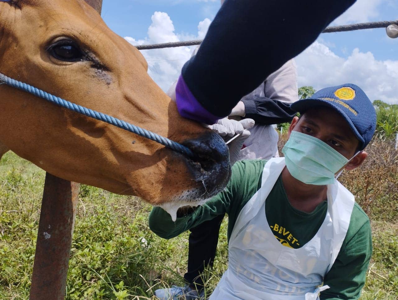 Outbreak PMK di Gorontalo: BBVet Maros Bergerak Cepat Tangani Kasus