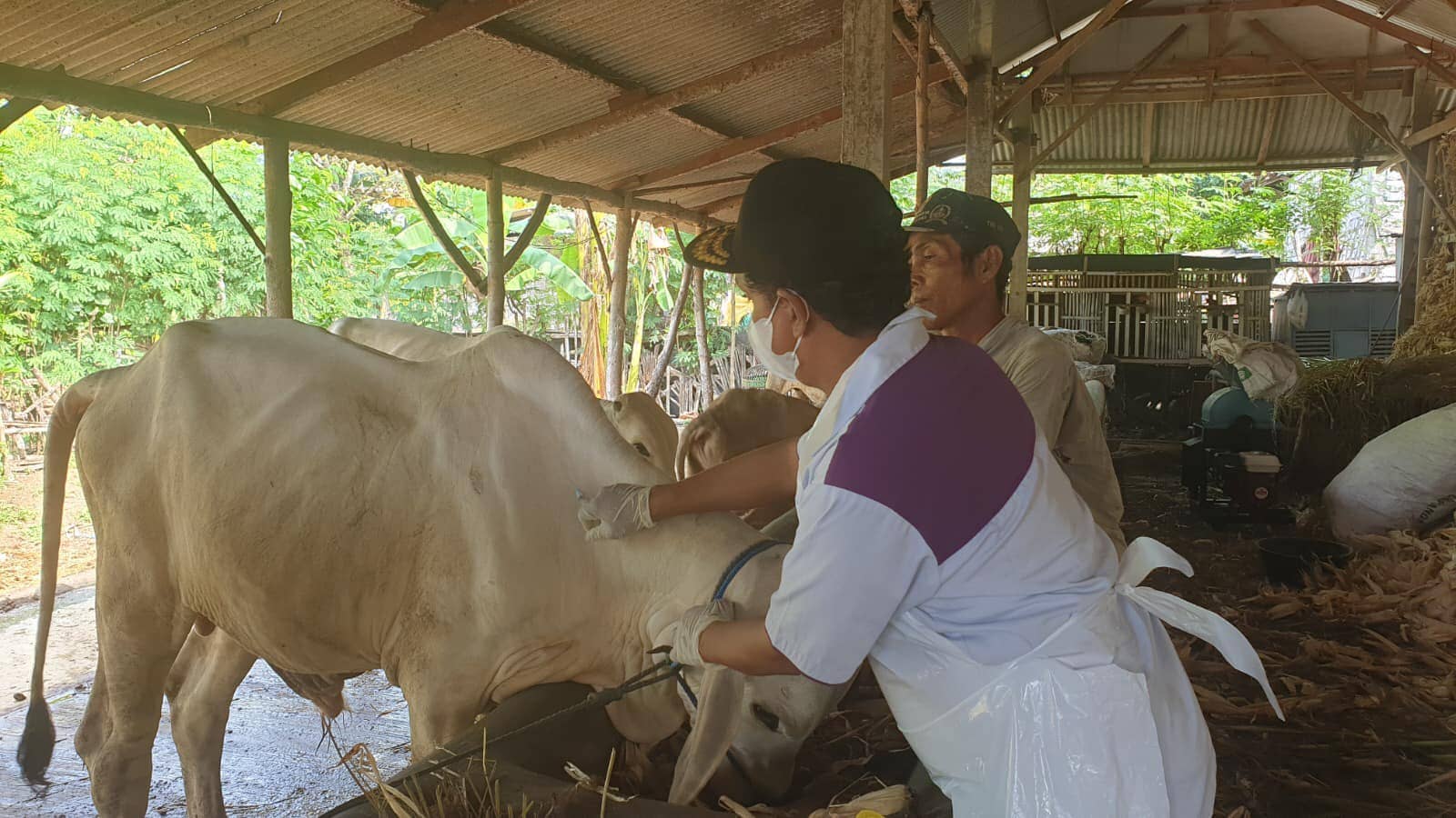 Mengenal Penyakit Ngorok (SE) dan Upaya Pencegahannya