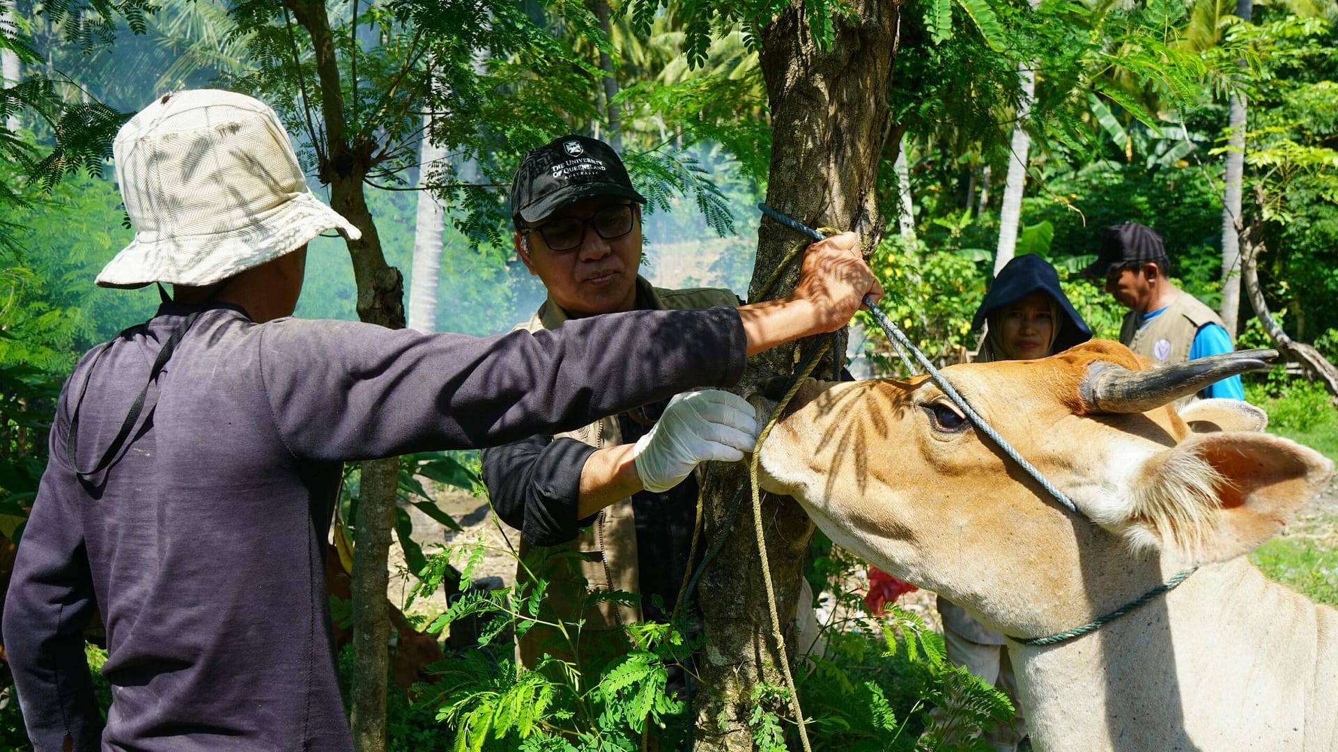 Ternak Sembuh dari PMK, Peternak Desa Tandung Beri Apresiasi pada Upaya Pengobatan dan Monitoring